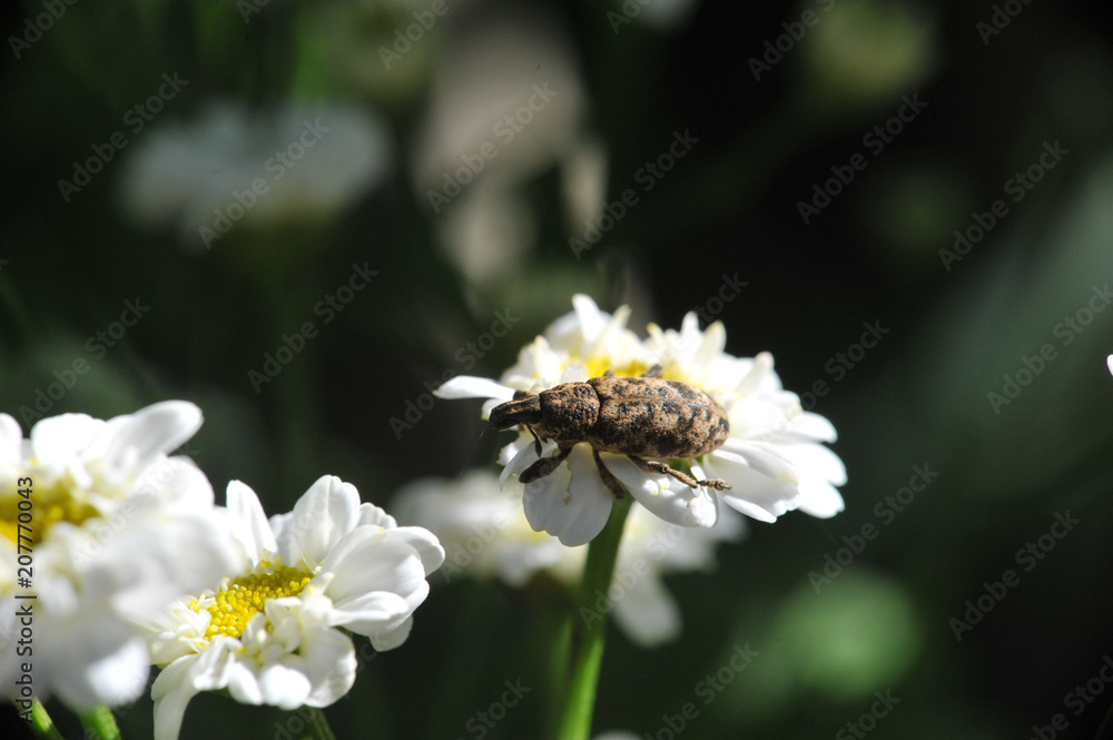 insect on a beautiful flower closeup insect on a beautiful flower closeup