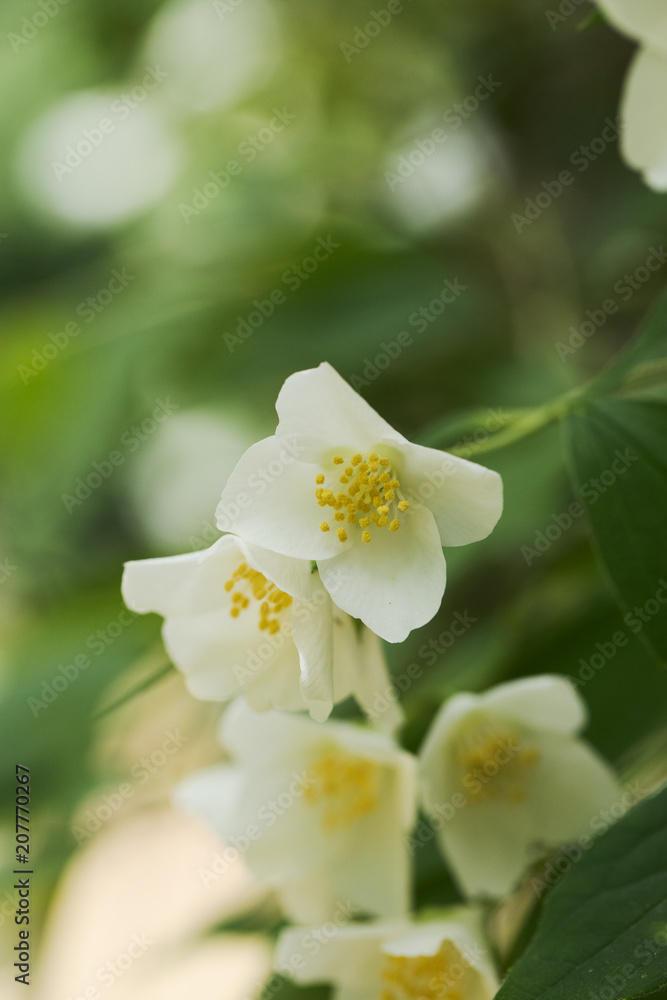Jasmin tree blooming at mid spring. Close-up, selective focus, no people, Jasmin tree blooming at mid spring. Close-up, selective focus, no people,