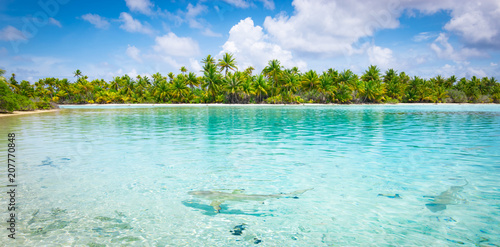 Sharks in shallow water close to tropical atoll with coconut palm trees. Fakarava, French Polynesia