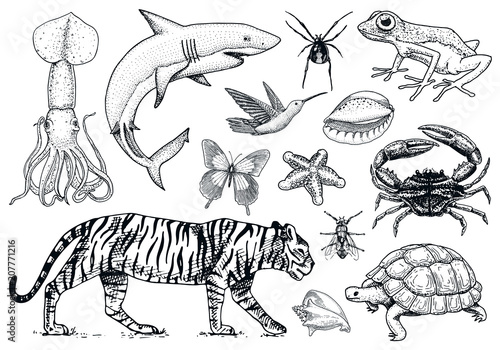 Set of animals. Reptile and amphibian, mammal and insect, wild turtle. Engraved hand drawn. Old vintage sketch. Bug tiger shellfish butterfly fish squid spider. Classification of creatures and biology