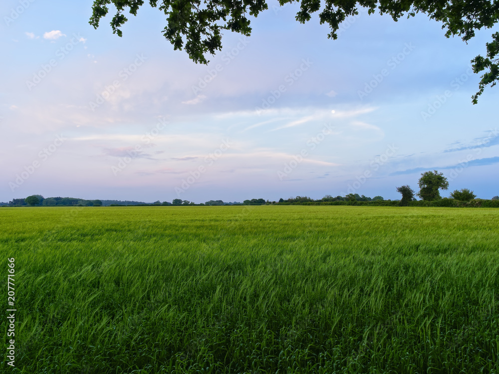 Dusk settles over a field of young green wheat on a spring evening in Norfolk. Dusk settles over a field of young green wheat on a spring evening in Norfolk.