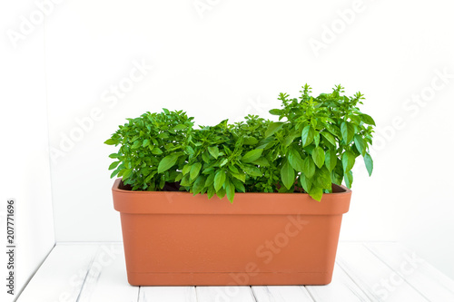 Growing herb in planter in a kitchen garden. Flower pot with basil plant against white wall