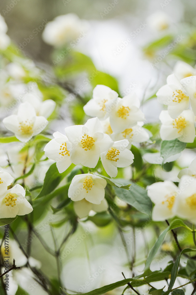 Jasmin tree blooming at  mid spring. Close-up, selective focus, no people,