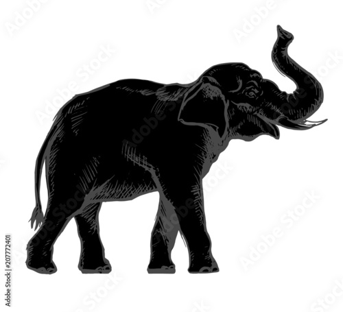 Black elephant