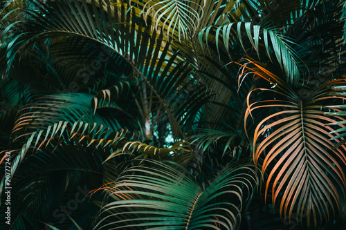 Fototapeta Naklejka Na Ścianę i Meble -  Deep dark green palm leaves pattern. Creative layout, horizontal