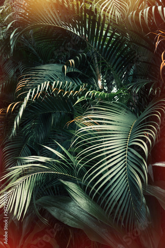 Fototapeta Naklejka Na Ścianę i Meble -  Deep dark green palm leaves pattern with bright orange sun flare effect. Creative layout, toned, vertical