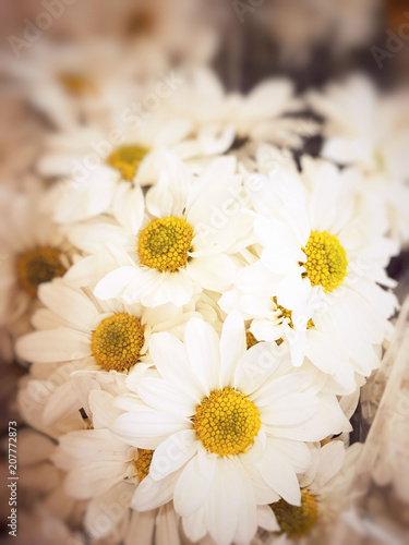 chrysanthemum white in the flower farm