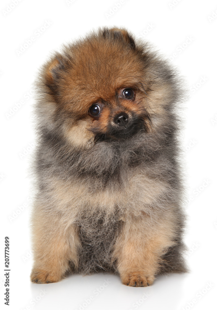Obraz premium Tiny Spitz puppy on white background