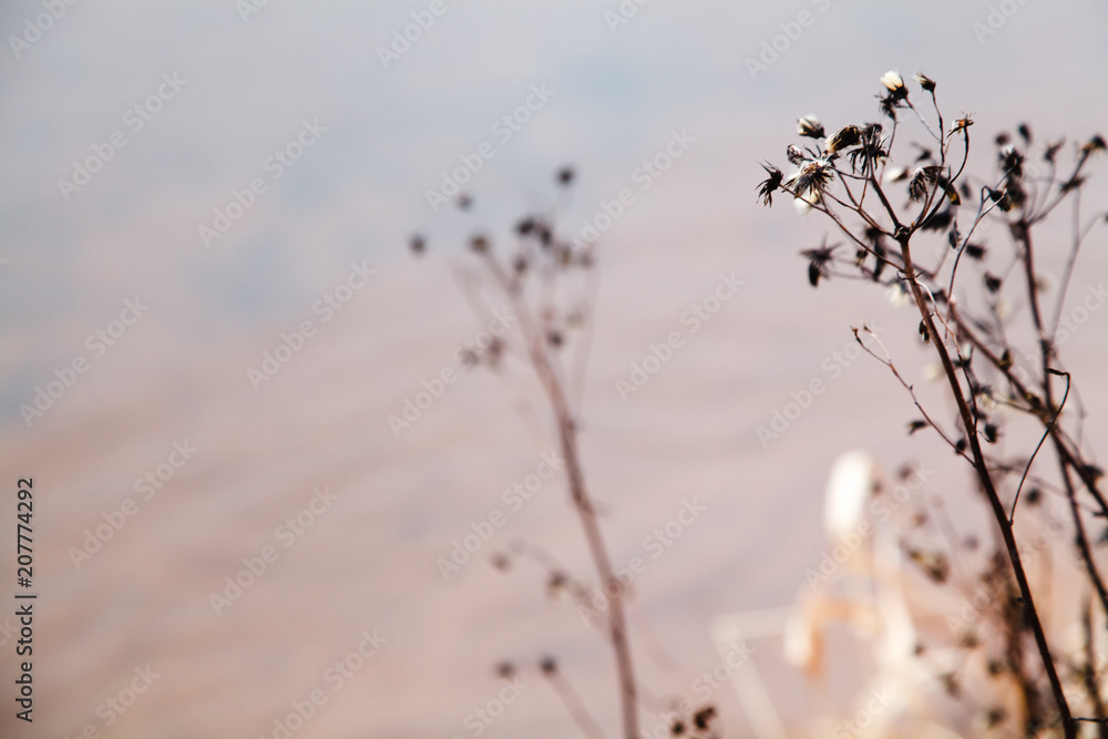 Obraz premium Dried cane growing near the lake. Selective focus, melancholic concept.