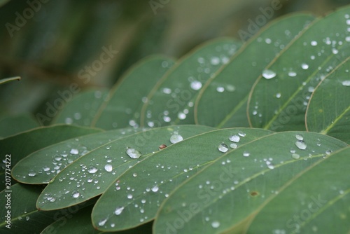 drops of water on a leaf
