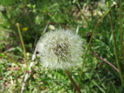 Fototapeta Naklejka Na Ścianę i Meble -  Dandelion weeds in a garden in the spring 