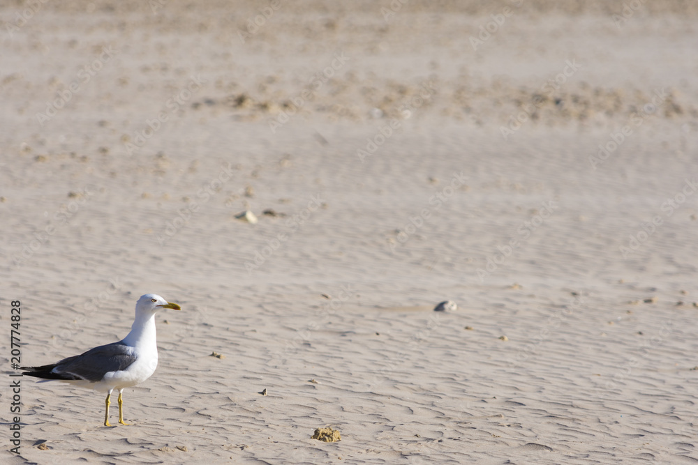 Una gaviota posada sobre la arena de la playa Una gaviota posada sobre la arena de la playa