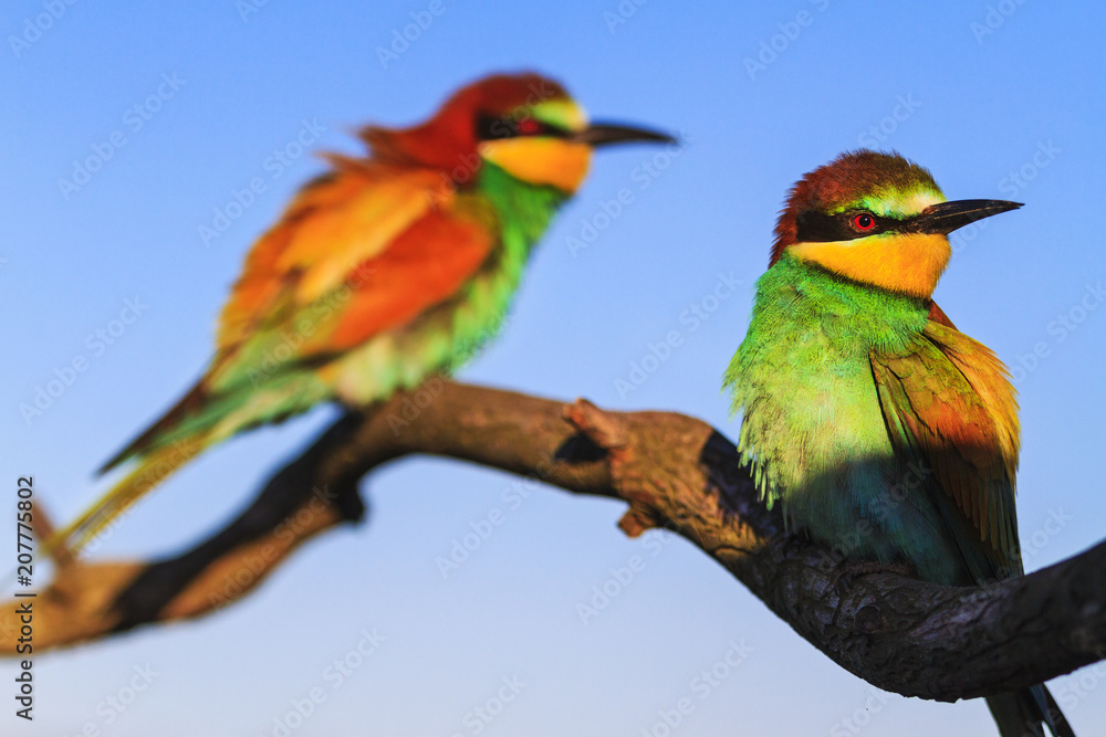 Fototapeta premium colored birds sit on a dry branch