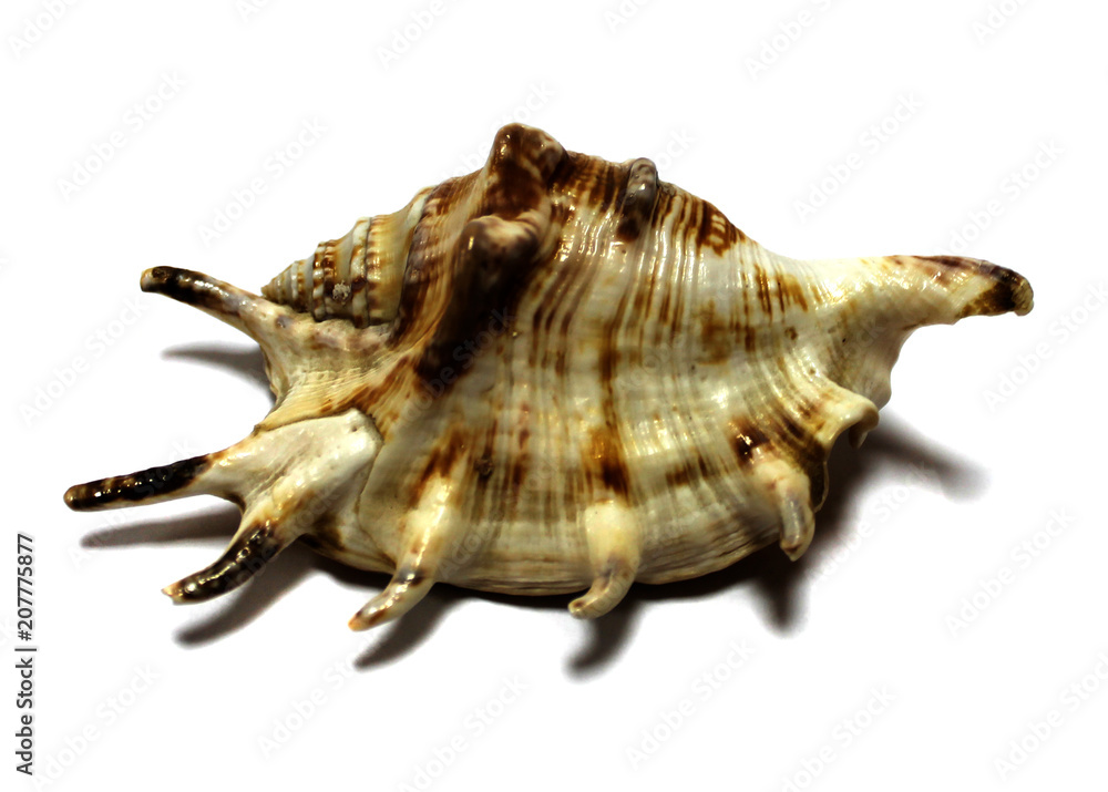 sea shell isolated on white background sea shell isolated on white background