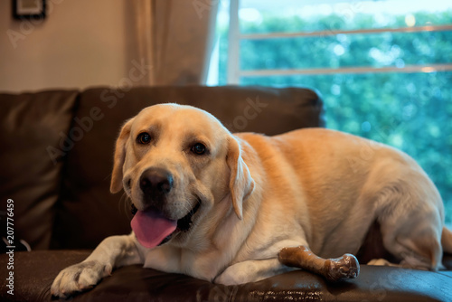 Cute Labrador retriever dog on sofa bed