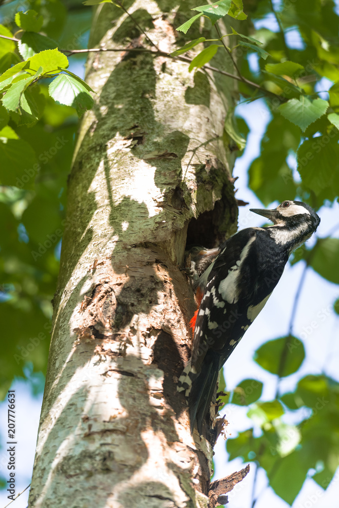 Great spotted woodpecker (Dendrocopos major) feeding hungry baby. Great spotted woodpecker (Dendrocopos major) feeding hungry baby.