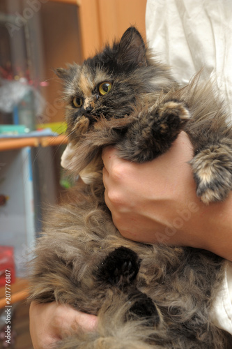 tortoiseshell Persian cat on hands photo