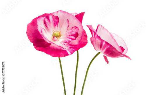 Fototapeta Naklejka Na Ścianę i Meble -  beautiful poppy isolated