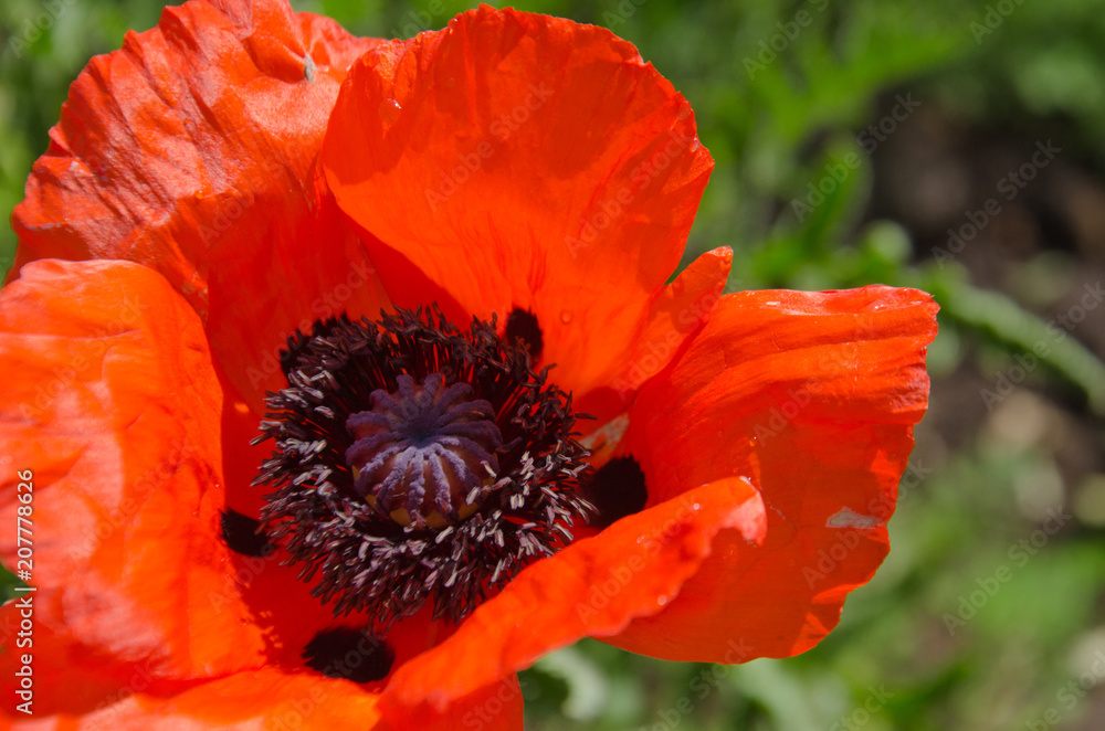 red poppy in the garden red poppy in the garden