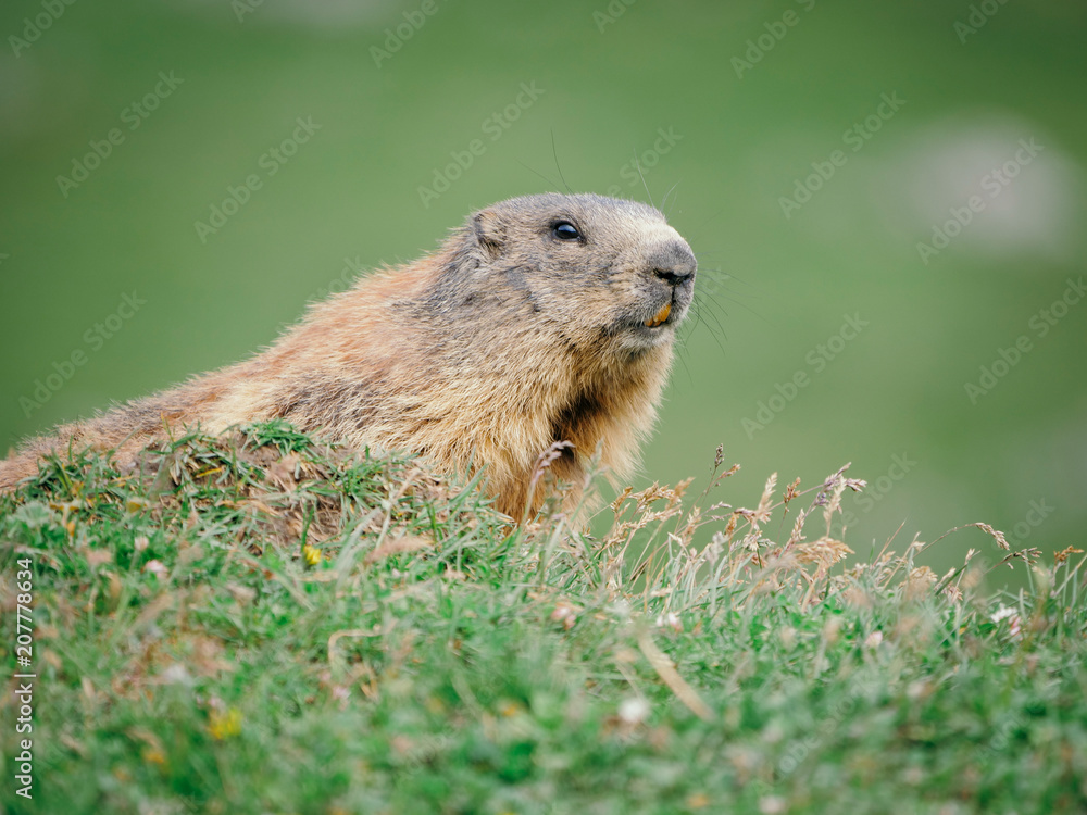 marmot chillin on the meadow portrait with blurred background marmot chillin on the meadow portrait with blurred background