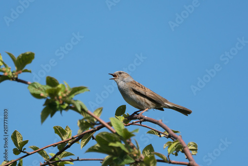 Singing dunnuch with beak wide open sitting on a branch facing left with a clear blue sky in the background