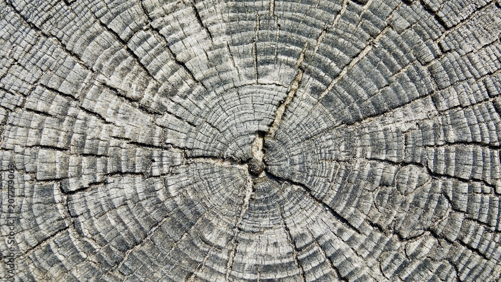 Fototapeta premium Wellenbrecher aus verwitterten Holzbstämmen an der Nordsee
