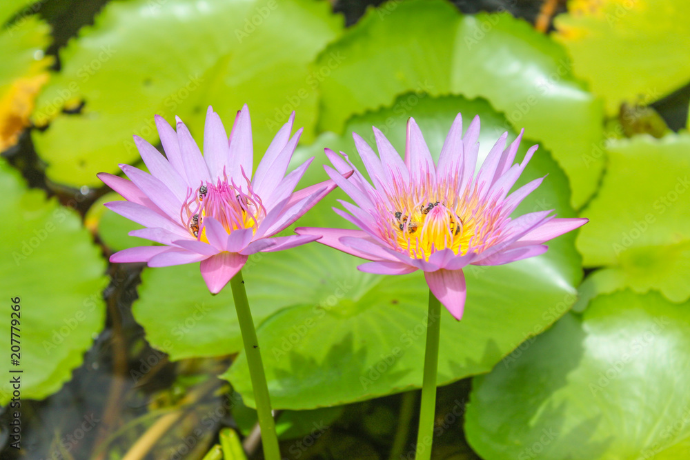 Blooming purple pink lotus and little bees in the pool Blooming purple pink lotus and little bees in the pool