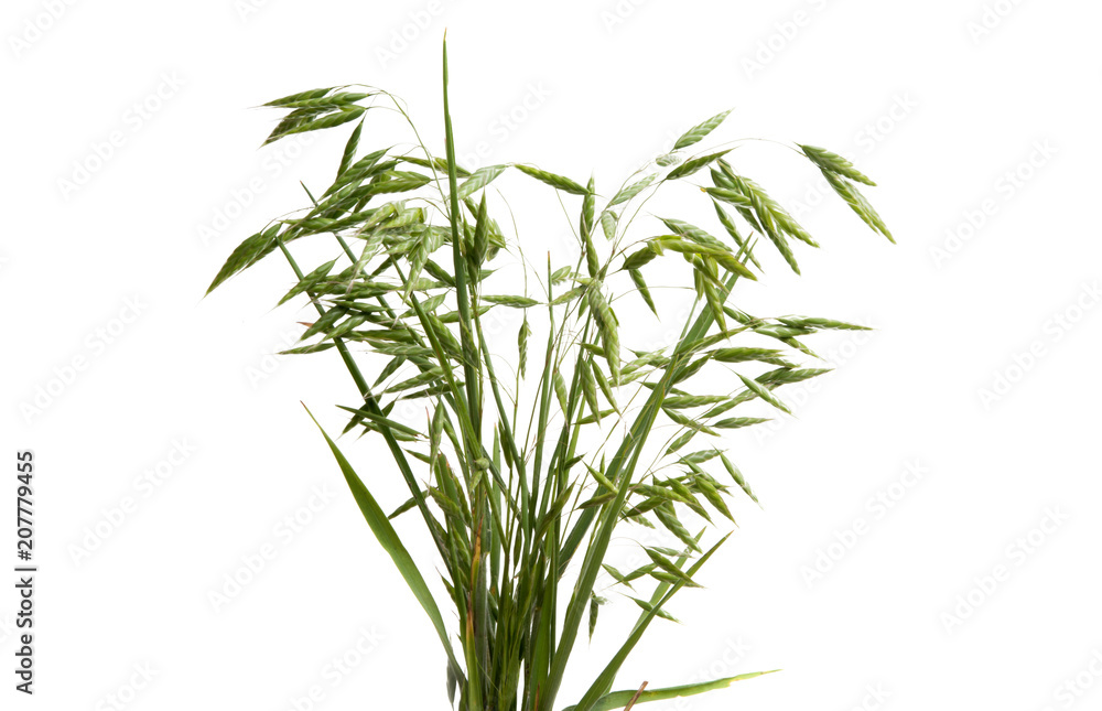 Obraz premium green oats isolated