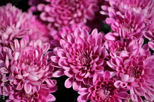 Chrysanthemen