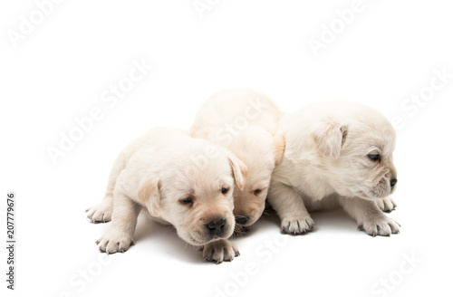small labrador puppies isolated