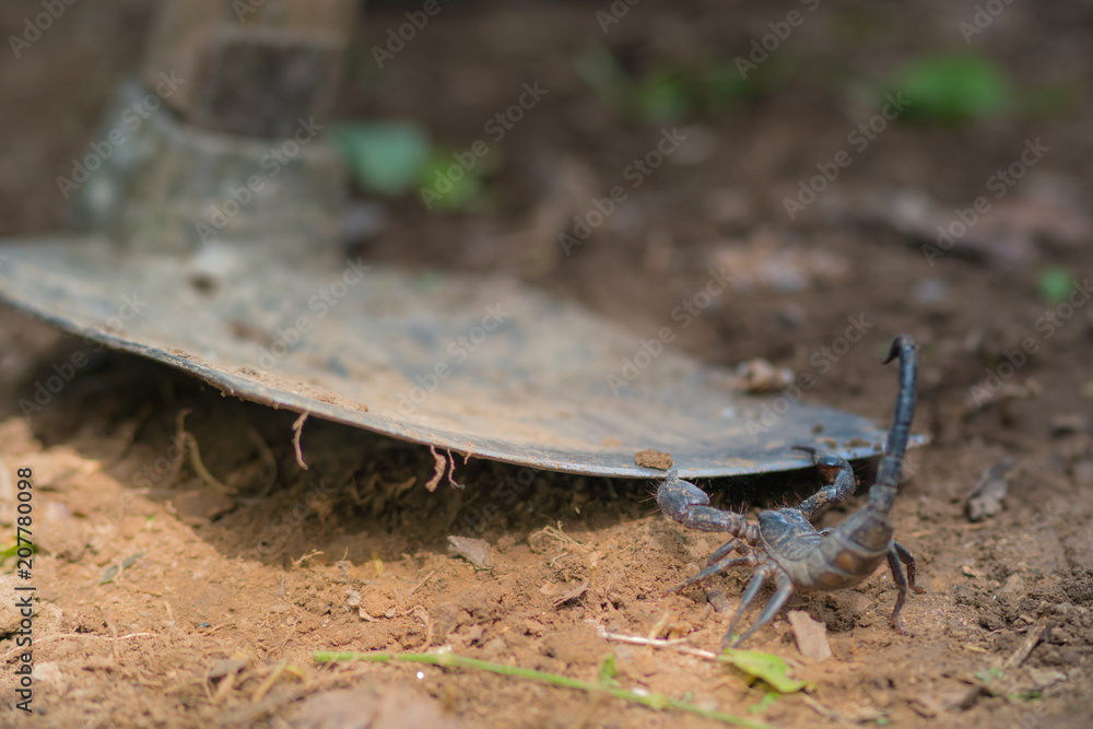 Scorpion is fighting with the spade of farmer. Scorpion is fighting with the spade of farmer.
