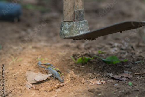 Scorpion is fighting with the spade of farmer.