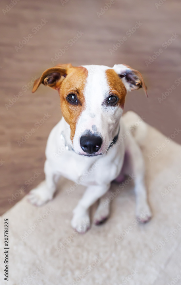 Dog sitting on wooden floor. Puppy jack russell terrier at home