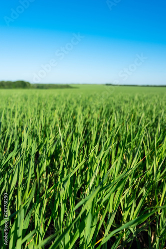 wheat young green field sky Sunny day