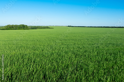 wheat young green field sky Sunny day