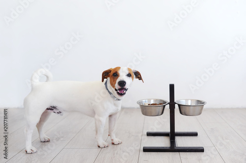 Cute dog and his bowl of dog food.