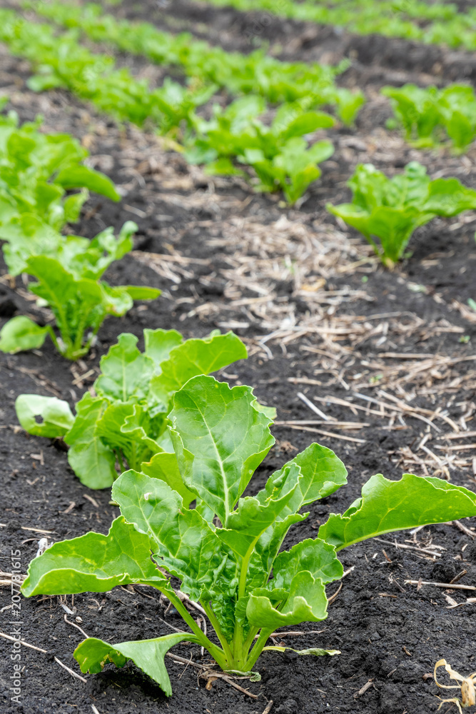 field of young sugar beet sprouts. Green foliage field of young sugar beet sprouts. Green foliage