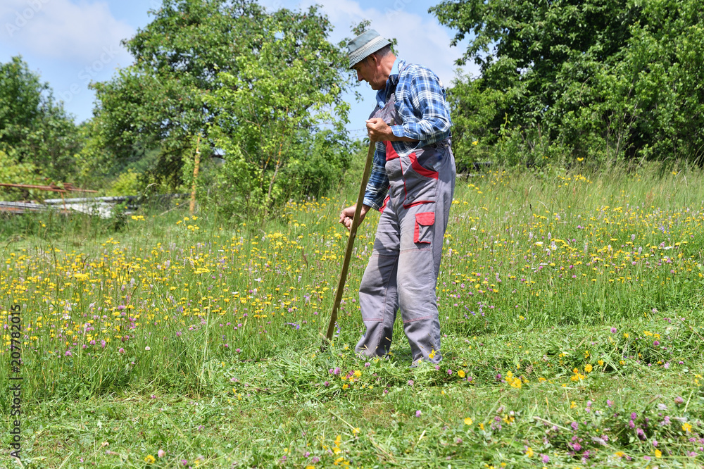 mowing the grass in the village traditional way with scythe 