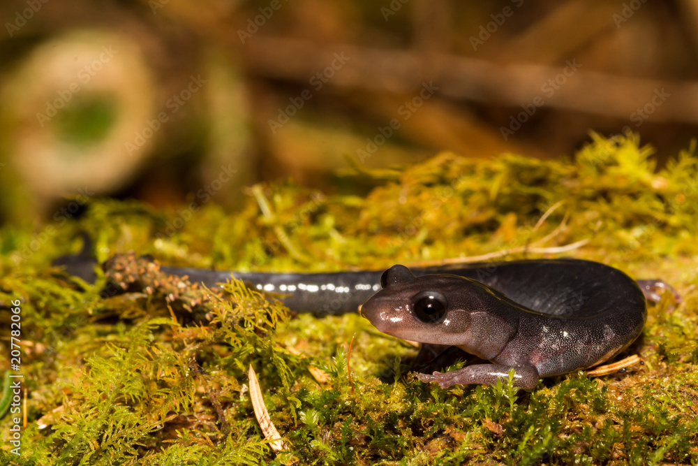 Fototapeta premium Northern Gray-cheeked Salamander (Plethodon montanus)
