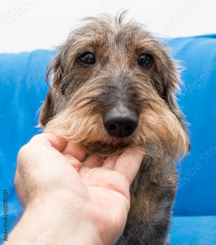 Cane bassotto tedesco a pelo ruvido