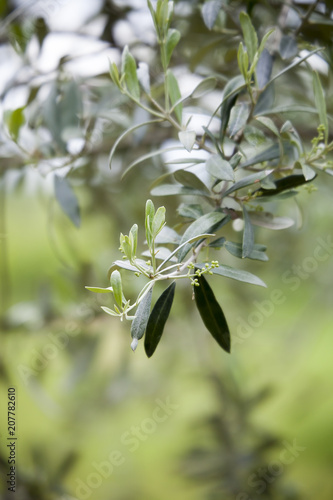 Olive tree