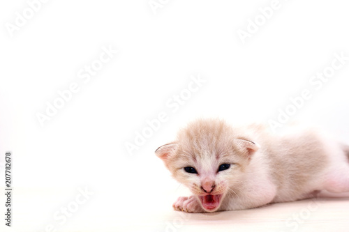 Wallpaper Mural Small kitten isolated on white background. Torontodigital.ca