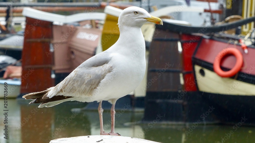 Obraz premium Möwe im alten Hafen von Rotterdam bei Regen