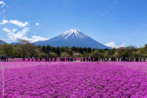 Mount Fuji and Shibazakura(pinkmoss flower) field, Yamanashi,Japan.  photo