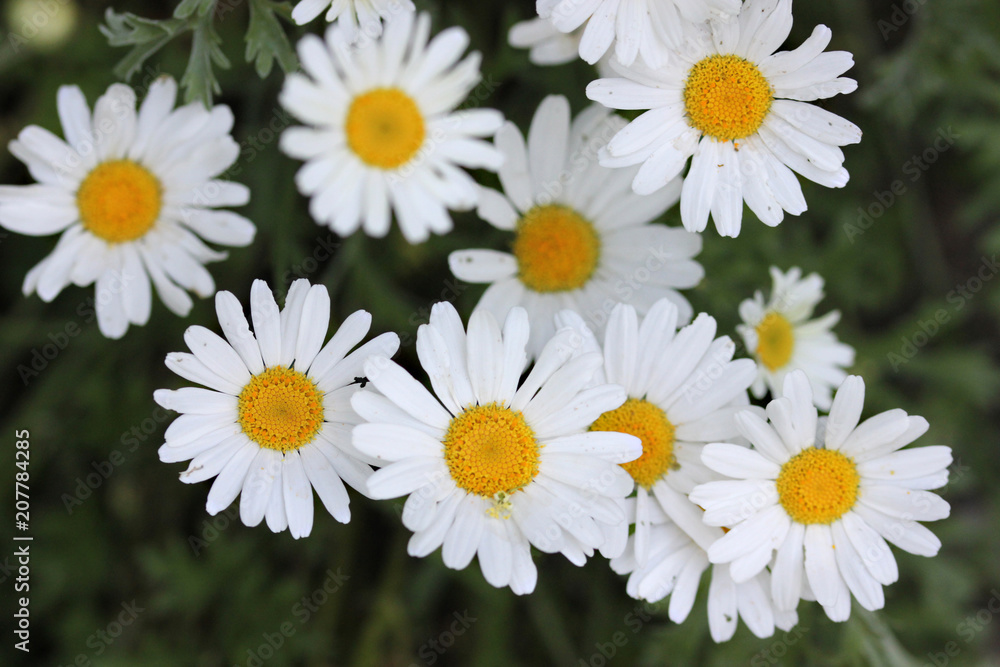 a beautiful close up of white and yellow daisy flowers a beautiful close up of white and yellow daisy flowers