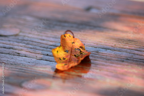 a beautful picture of an orange/ yellow dry leaf resting on red wood