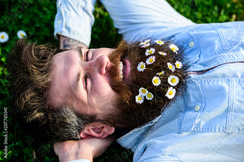 Man looks nicely with daisy or chamomile flowers in beard, close up. Hipster on happy face lays on grass. Masculinity concept. Macho with beard and mustache enjoys spring, green meadow background.