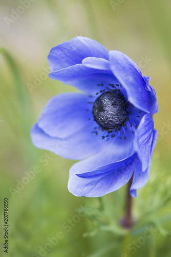 Blue anemone on green blurry background in natural environment photo