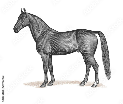 Horse Engraving Vintage Illustration