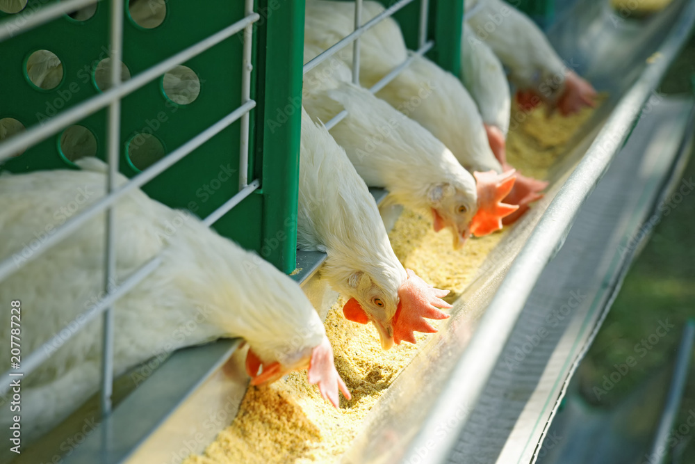 A few white hens in a diagonal row are fed. Focus on center bird